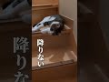 流れるように落ち…　 shorts　 猫　 ねこのいる生活