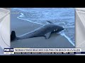 beach dolphin found on avalon beach