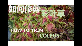 分享如何修剪彩叶草 | How To Trim Coleus