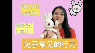 【兔子行为】兔子常见的行为：兔子为什么咬人？兔子跺脚是什么意思？为什么兔子乱咬家具？兔子绕圈圈是什么意思？兔子开心会跳跃？挖掘是兔子的本性？