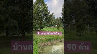 บ้านสวนทุเรียน 2 ไร่กว่า 90ต้น🌳🌳🌳รายได้ปีละเกือบล้าน! โฉนดน.ส.4จ. ต.คลองพลู อ.เขาคิชฌกูฏ จันทบุรี