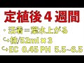 【超重要！いちご栽培】初心者でもできる！摘果の効果とやり方を解説！一年の収穫量に大きく差が出ます【家庭菜園】