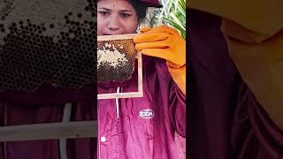 BeeKeeping BMP Ep11 - ମହୁ ଫେଣା ସ୍ଥାପନ କରିବା #bee #honey #beekeeping