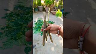 Moringa plant cutting || Drumsticks propagation Sehjan #shorts #youtubeshorts