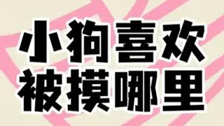 小狗喜欢被摸哪里？狗 养狗经验分享 小狗狗能有什么坏心思 轻漫计划 宠物