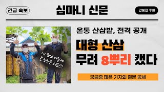 산삼밭 전격 공개...대물 산삼이 무려 8뿌리