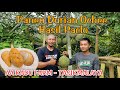 Panen Durian Ochee Hasil Paclobutrazol AA KADU FARM