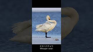 オオハクチョウ/Whooper swan