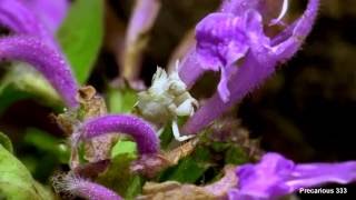 Ambush Bug Cleans its Antenna