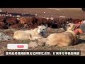 狼群猎杀一匹带犊烈马，愤怒牧民率七条坎高犬与狼群展开激烈的战斗，最终成功把野狼拿下 坎高犬 狼群 牧羊犬 牧民生活