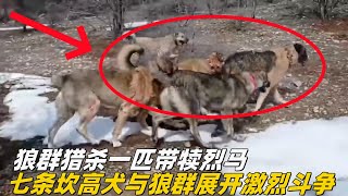 狼群猎杀一匹带犊烈马，愤怒牧民率七条坎高犬与狼群展开激烈的战斗，最终成功把野狼拿下#坎高犬 #狼群 #牧羊犬 #牧民生活