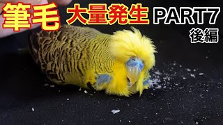 [Parakeet] A large amount of pinfeathers appear!! ️PART7 Part 7　Telop with English subtitles