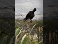 This lyrebird sounds like a baby crying and a fire alarm