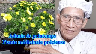 Adonis de printemps - Plante médicinale précieuse l Dr.Do Nguyen Thieu Official