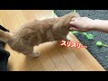 ひたすらダラダラし続ける短足猫の朝はこんな感じです