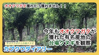 【クワガタ採集】カブクワダイアリー ep18「オオクワガタと台場クヌギ」。今年もオオクワガタが採れた台場クヌギの森を観察