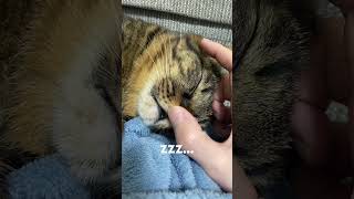 【爆睡】おぶちゅ〜☺️【前歯】#cat #猫のいる暮らし #猫 #承太郎