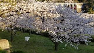 2020.04.05 桜満開　今日の佐世保