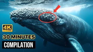 Barnacle REMOVAL Rescue: Humpback Whale, Turtles in 30 minutes!