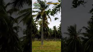 6 acres for sale on Udumalai to Tirupur road