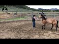 Horse Training Tip - Removing resistance from the ground