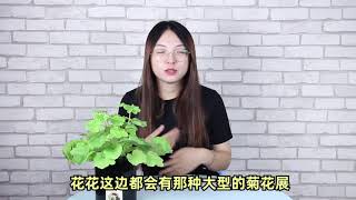 9月养花先选菊，尤其是这6种，刚好国庆能开爆！