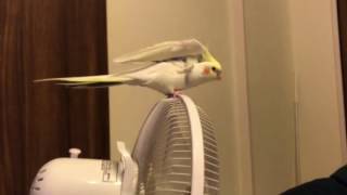 扇風機の上がお気に入りなオカメインコのきんちゃん