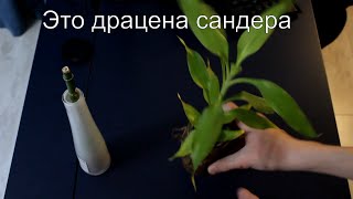 Что произошло с бамбуком (драцена Сандера) и это растение растёт под водой