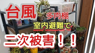 【多肉被害】台風で室内に移動したのにダメージを受けた多肉寄せ植え