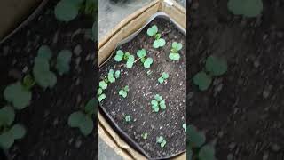 Radish grouting (ముల్లంగి మొక్కలు)#shorts #gardening #please_subscribe #Itlu mee kousar