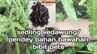 Menyemai biji kedawung atau pendey usia satu bulan untuk bahan bibit pete