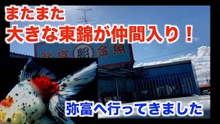 【金魚水槽】またまた弥富で大きな金魚を購入しました。90cm金魚水槽の仲間が増えました。【goldfish】【金魚】