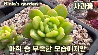 #비니아 #사과꽃 #에케베리아 #에케베리아속 #succulents #다육식물 #다육이 #다육 #취미생활 #국민다육 #예쁜다육이