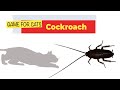 CAT GAMES - REALISTIC COCKROACH FOR CATS TO WATCH