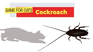 CAT GAMES - REALISTIC COCKROACH FOR CATS TO WATCH