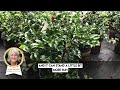 camellia sasanqua plant walk with servescape