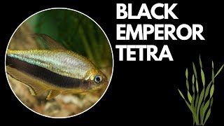 New Fish -  Black Emperor Tetras