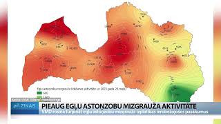 ReTV: Pieaug egļu astoņzobu mizgrauža aktivitāte