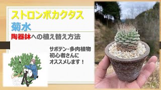 【 サボテン 】ストロンボカクタス・菊水の植替え