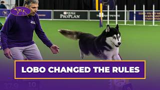 When A Husky Decides To Do Agility His Way