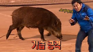 멧돼지와 눈이 마주친 순간, 어떻게 해야 살 수 있을까??ㅣKBS 위기탈출 넘버원 160130 방송