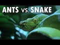 Ants vs Snake | Snake Ambushes Bat While An Army Of Ants Attack | Army of Ants attacking Snake!