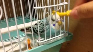 セキセイインコ　紐で撫でられてうっとり