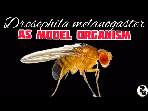 Why is Drosophila considered an ideal organism for genetic studies?