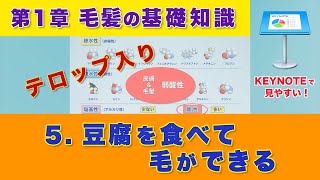 【もと美容師 もとメーカー 講師が語る 毛髪科学理論】第1章  毛髪の基礎知識　5.豆腐を食べて毛ができる