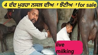 # 4 ਦੰਦ ਮੁਰਹਾ ਨਸਲ ਦੀਅਾ ਝੌਟੀਅਾ for sale#