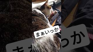 そうなるよね、知ってた（笑）　#shorts #shortsfeed #休憩 #cat