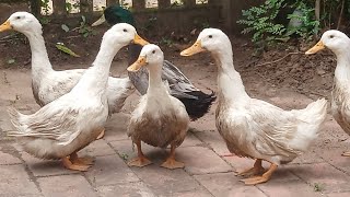 #vigova #duck #farming /in #home / home selling/ whight duck / good for home business