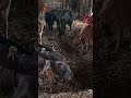 cow vs buffalo fight