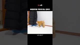 잘 놀다가 갑자기 주인 공격하는 강아지#shorts